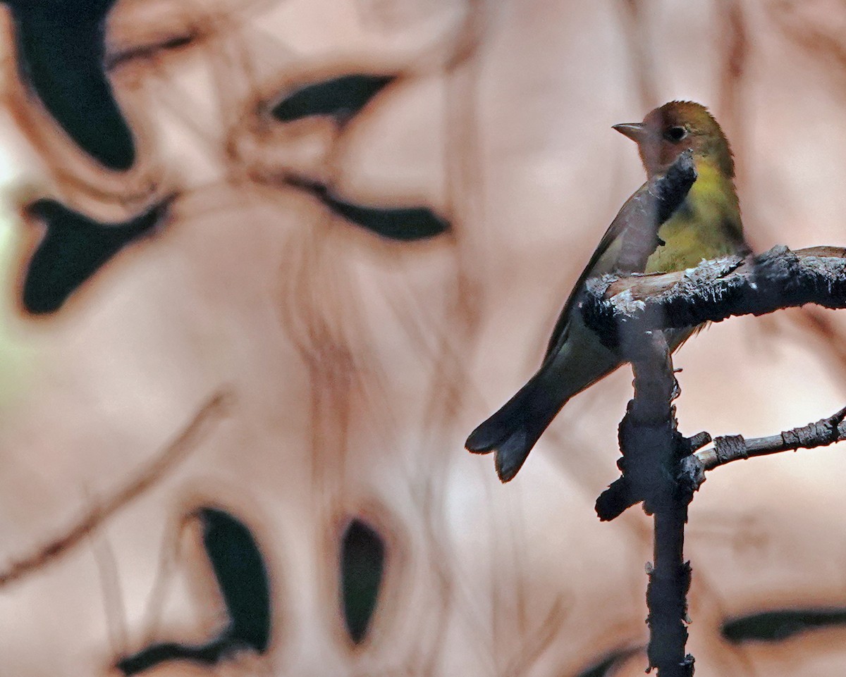 Western Tanager - Diane Drobka