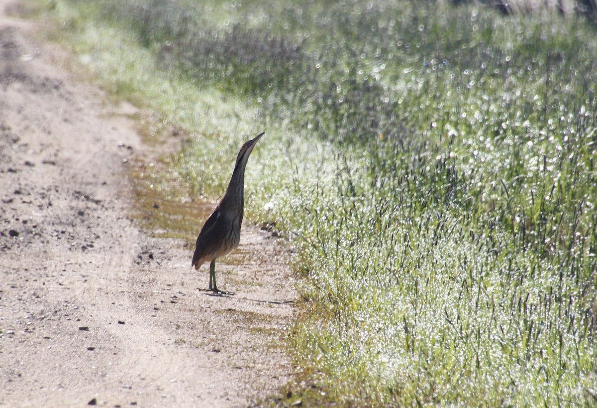 American Bittern - Jared Peck