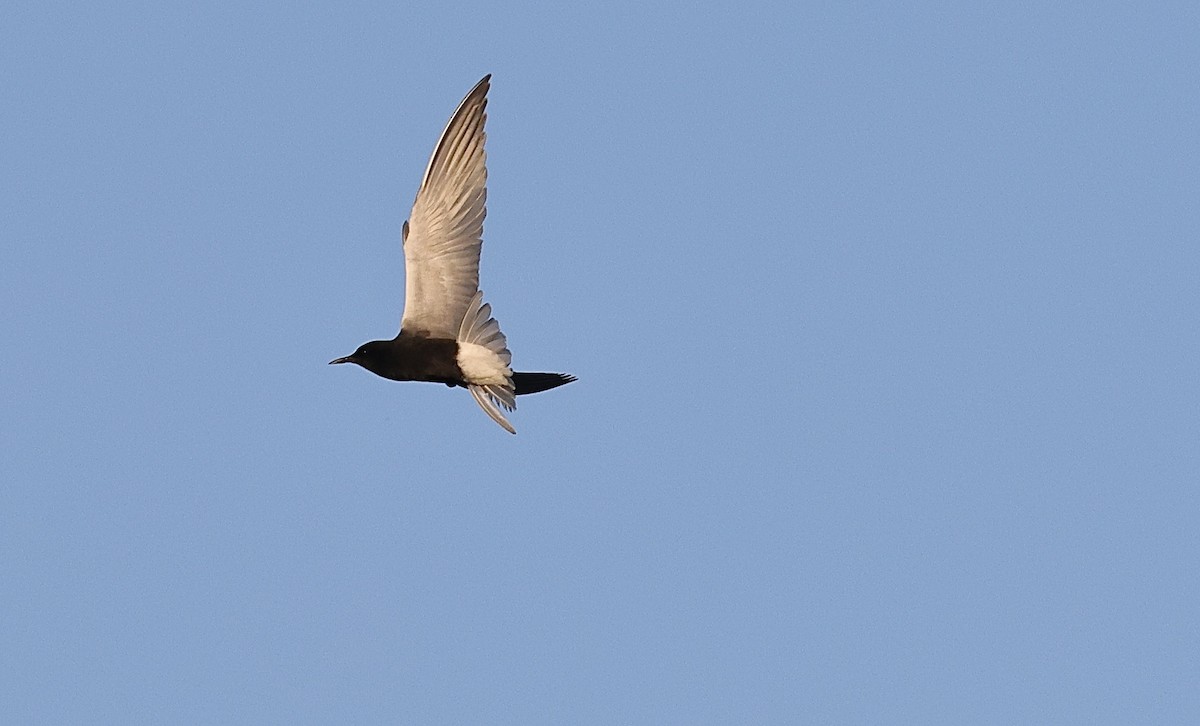 Black Tern - David Harrington