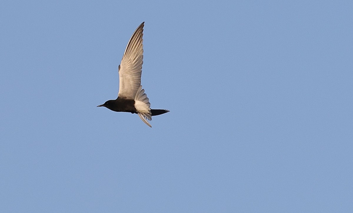 Black Tern - ML619659088