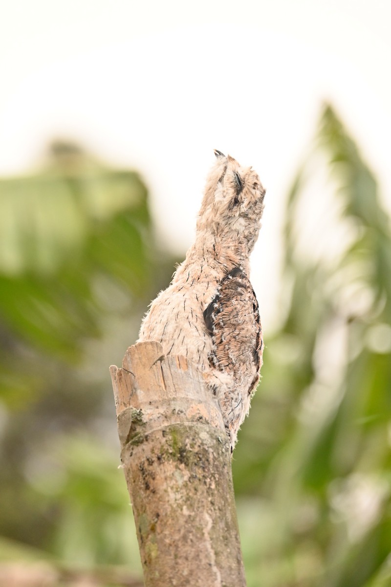 Common Potoo - Alejandro Patiño Zapata