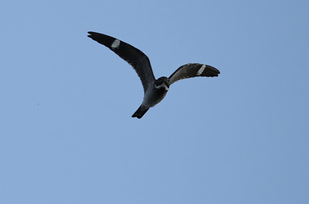 Common Nighthawk - David Harrington