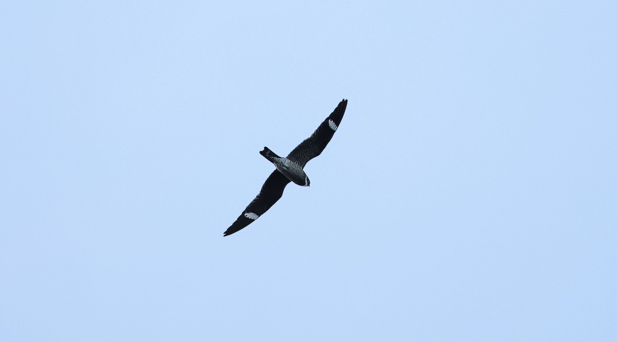 Common Nighthawk - David Harrington