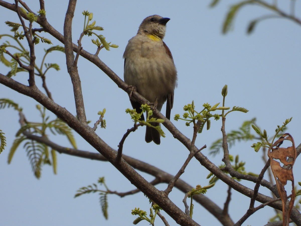 Yellow-throated Sparrow - SRINIVASAN  VASAN