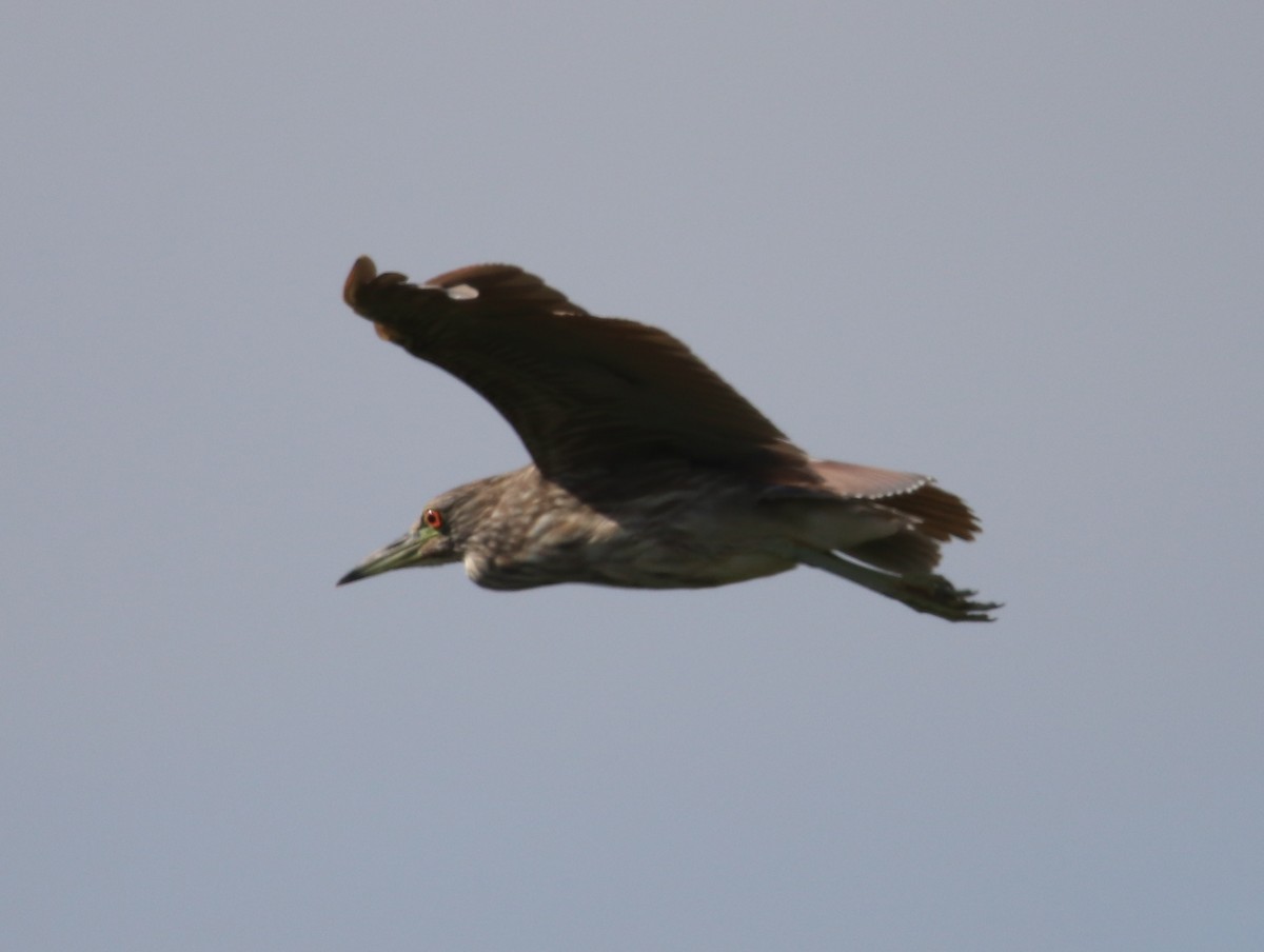 Black-crowned Night Heron - Rachel Street