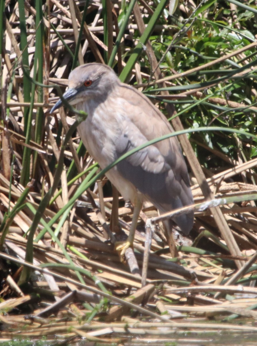 Black-crowned Night Heron - Rachel Street