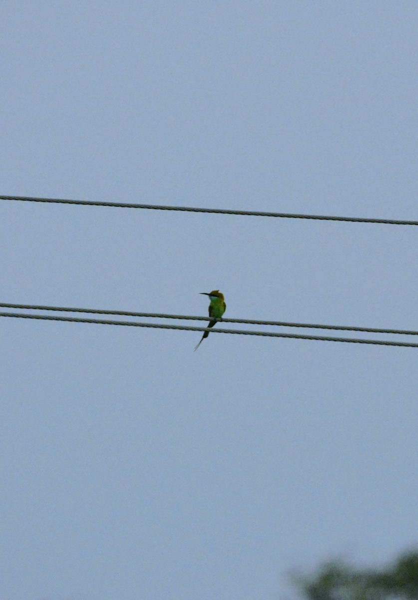 Asian Green Bee-eater - Karthik Solanki