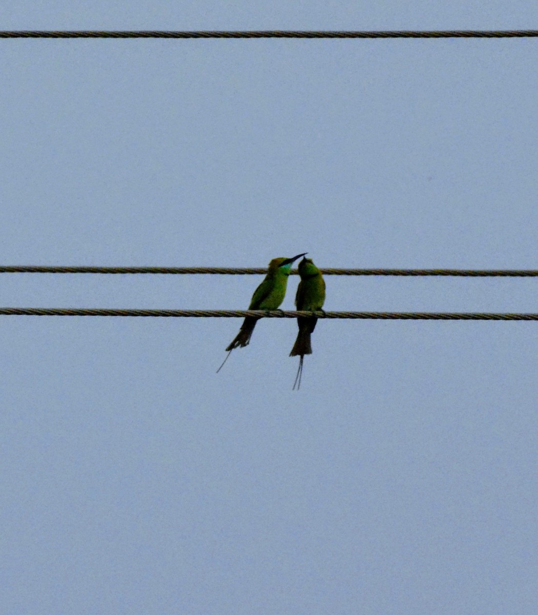 Asian Green Bee-eater - Karthik Solanki