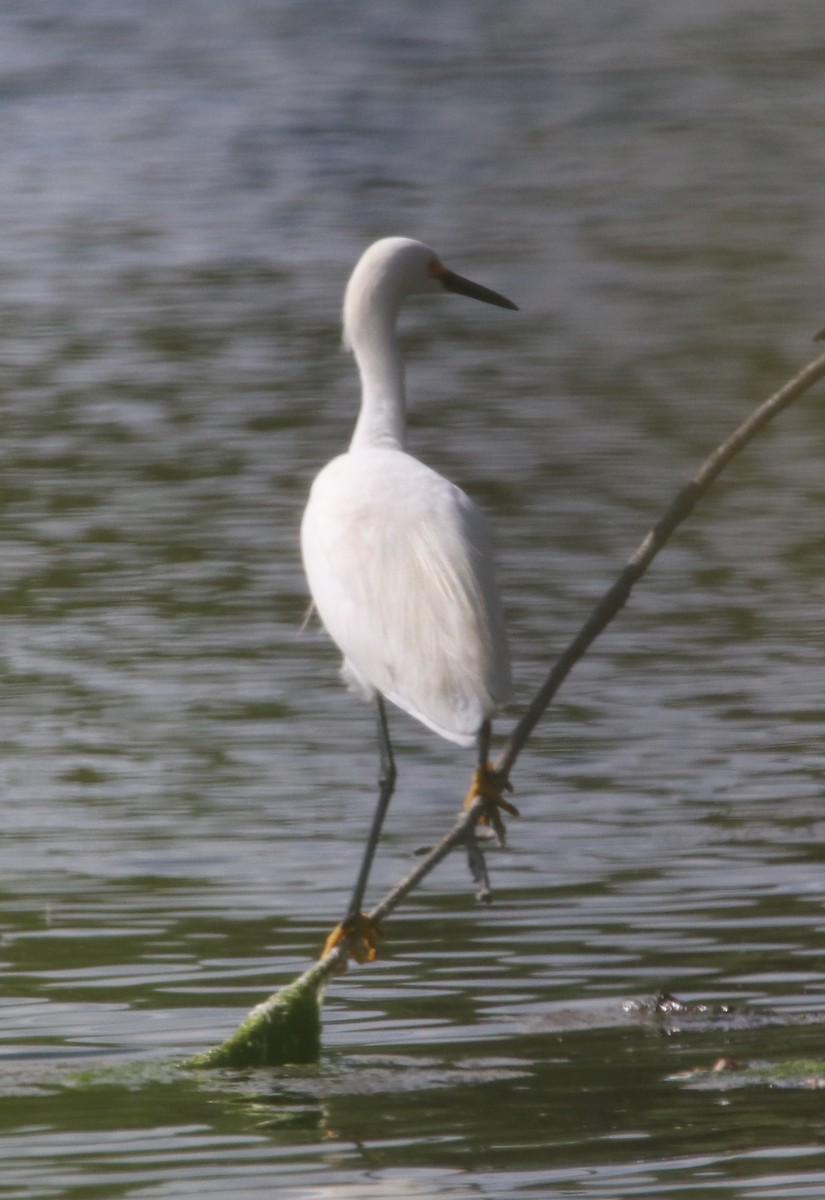 Snowy Egret - Rachel Street