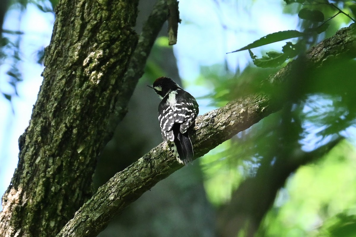 Downy Woodpecker - Skylar Carson-Reynolds