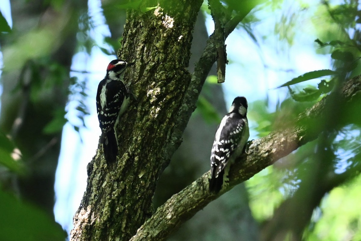 Downy Woodpecker - Skylar Carson-Reynolds