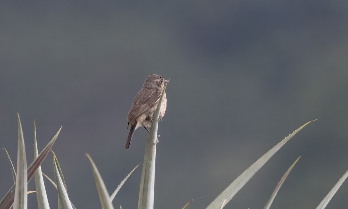 Pied Bushchat - Paul Fenwick