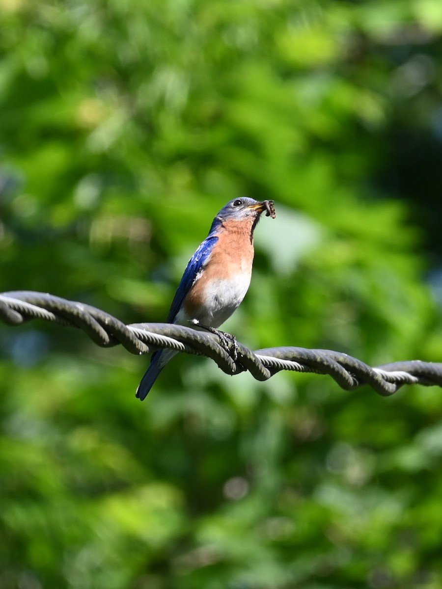 Eastern Bluebird - Skylar Carson-Reynolds