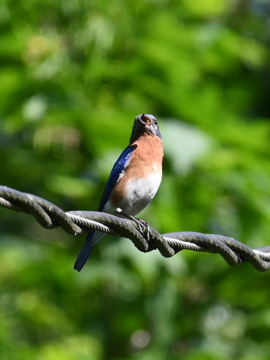 Eastern Bluebird - Skylar Carson-Reynolds