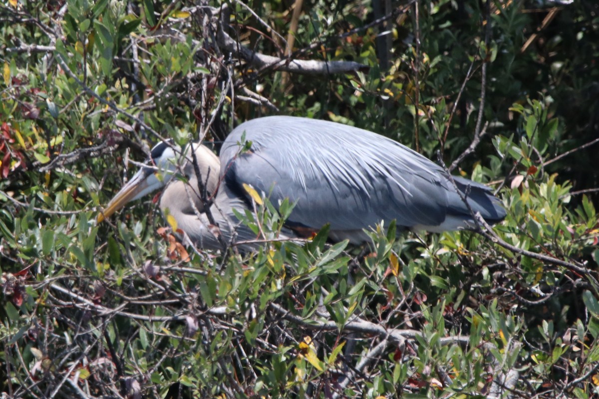 Great Blue Heron - Rachel Street