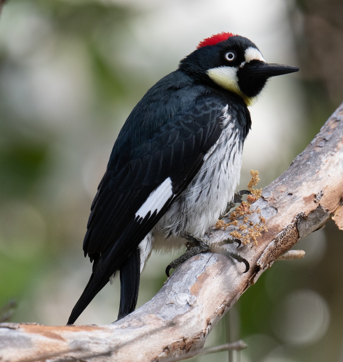 Acorn Woodpecker - Colin McGregor