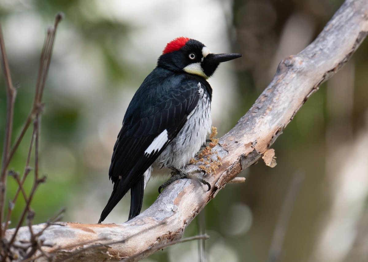 Acorn Woodpecker - Colin McGregor