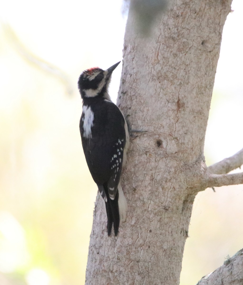 Hairy Woodpecker - Rachel Street