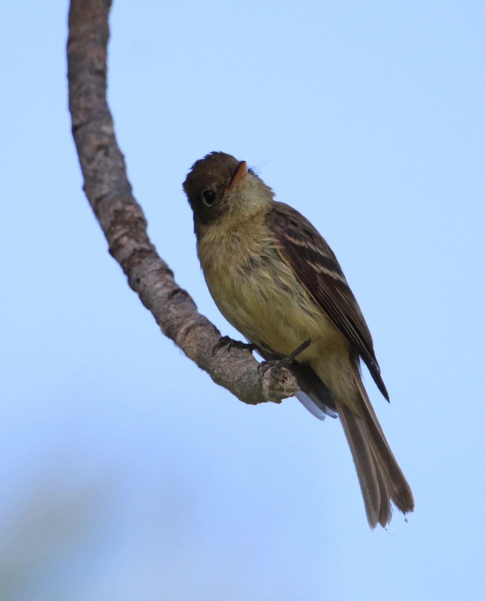 Western Flycatcher - Rachel Street