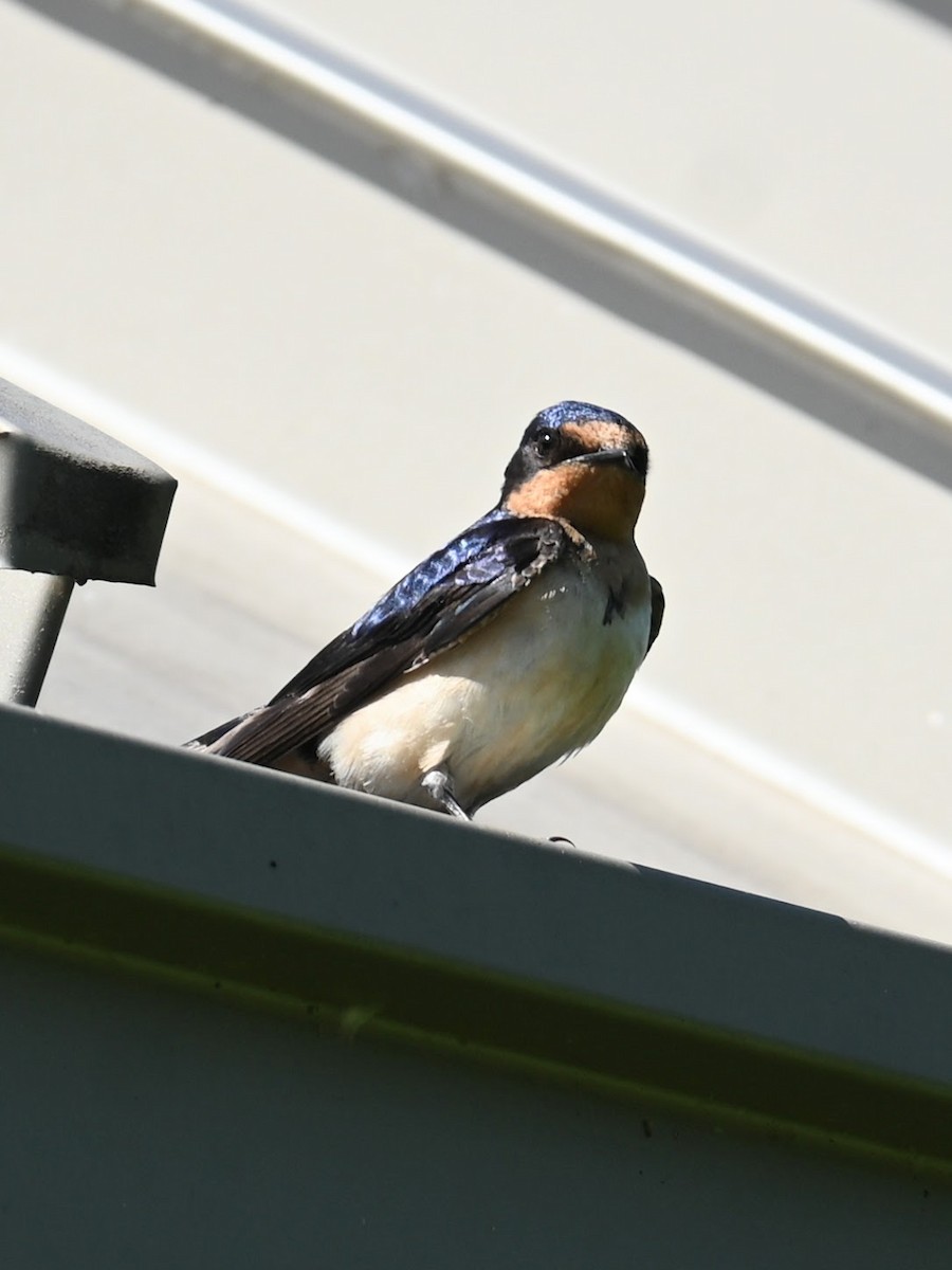 Barn Swallow - ML619659139