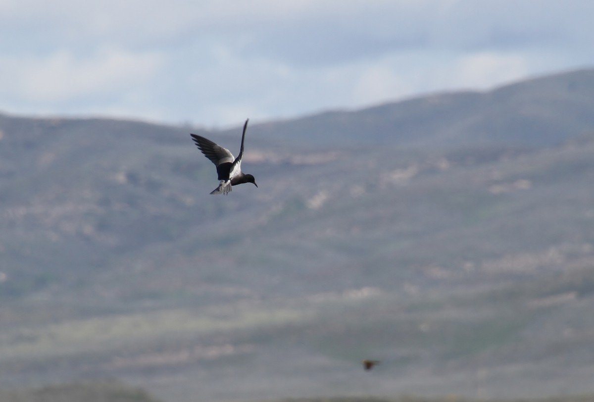Black Tern - Jared Peck