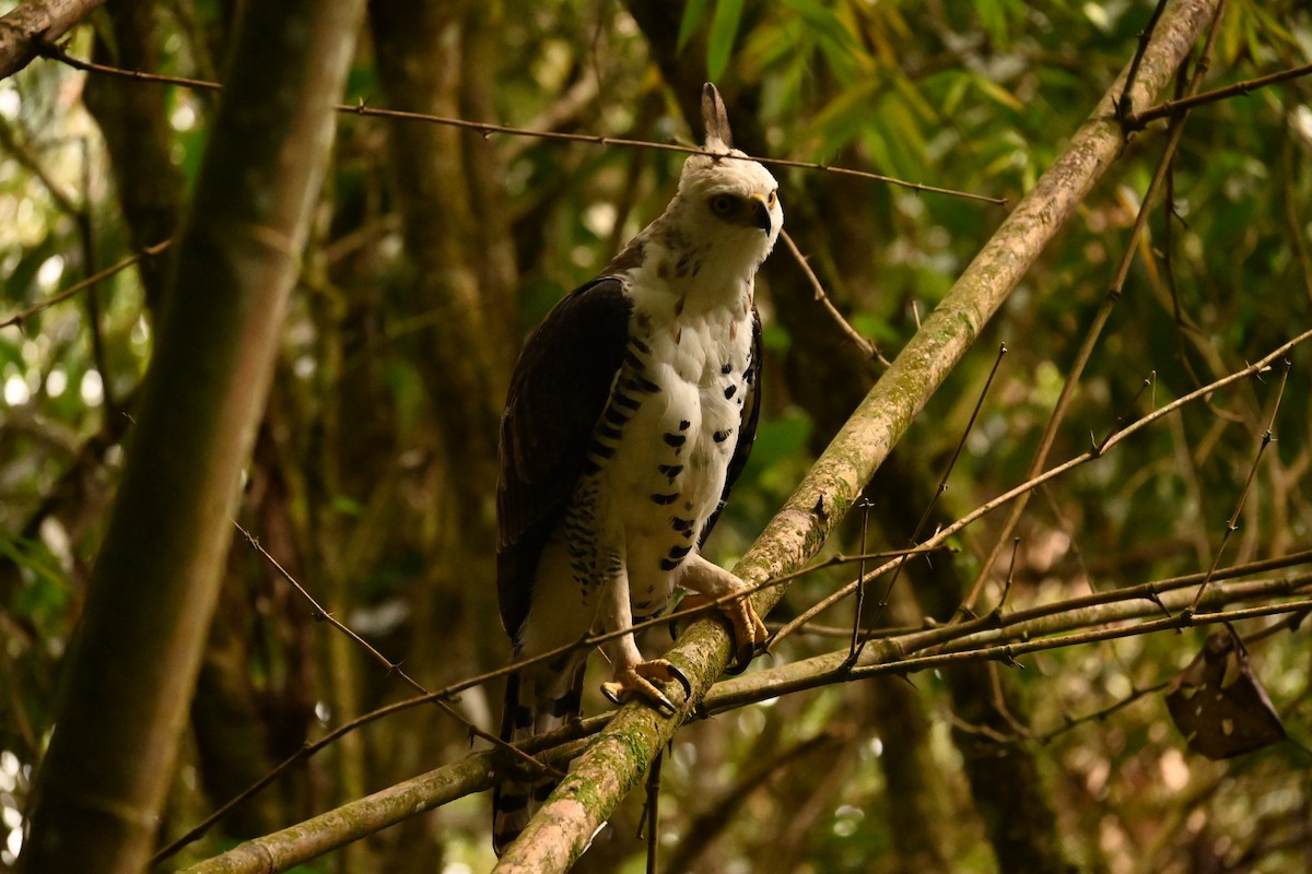 Ornate Hawk-Eagle - Alejandro Patiño Zapata