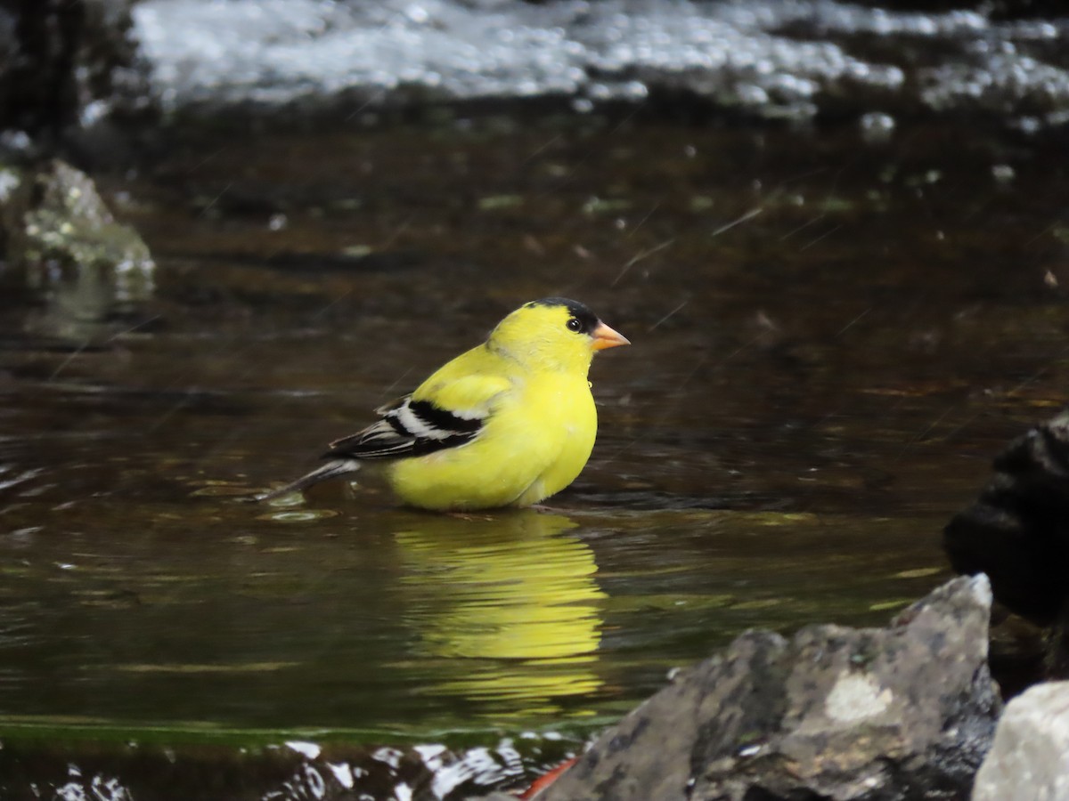 American Goldfinch - Heidi Powers-Armstrong