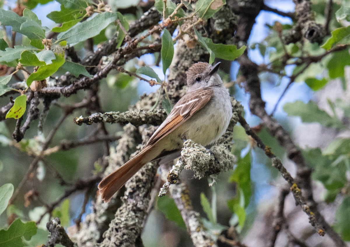 Ash-throated Flycatcher - Colin McGregor