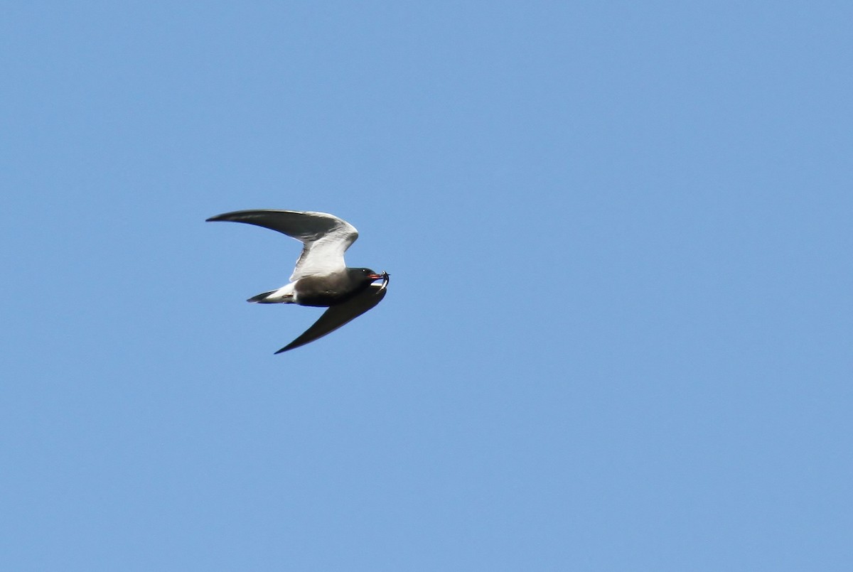 Black Tern - Jared Peck