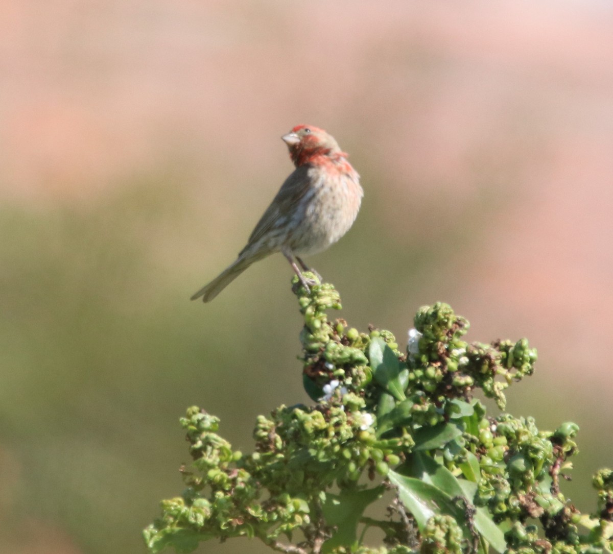 House Finch - Rachel Street