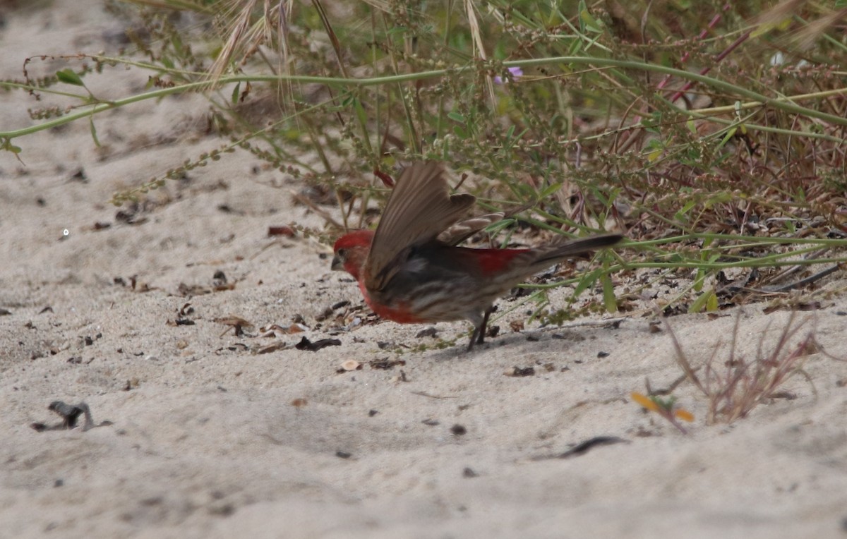 House Finch - Rachel Street