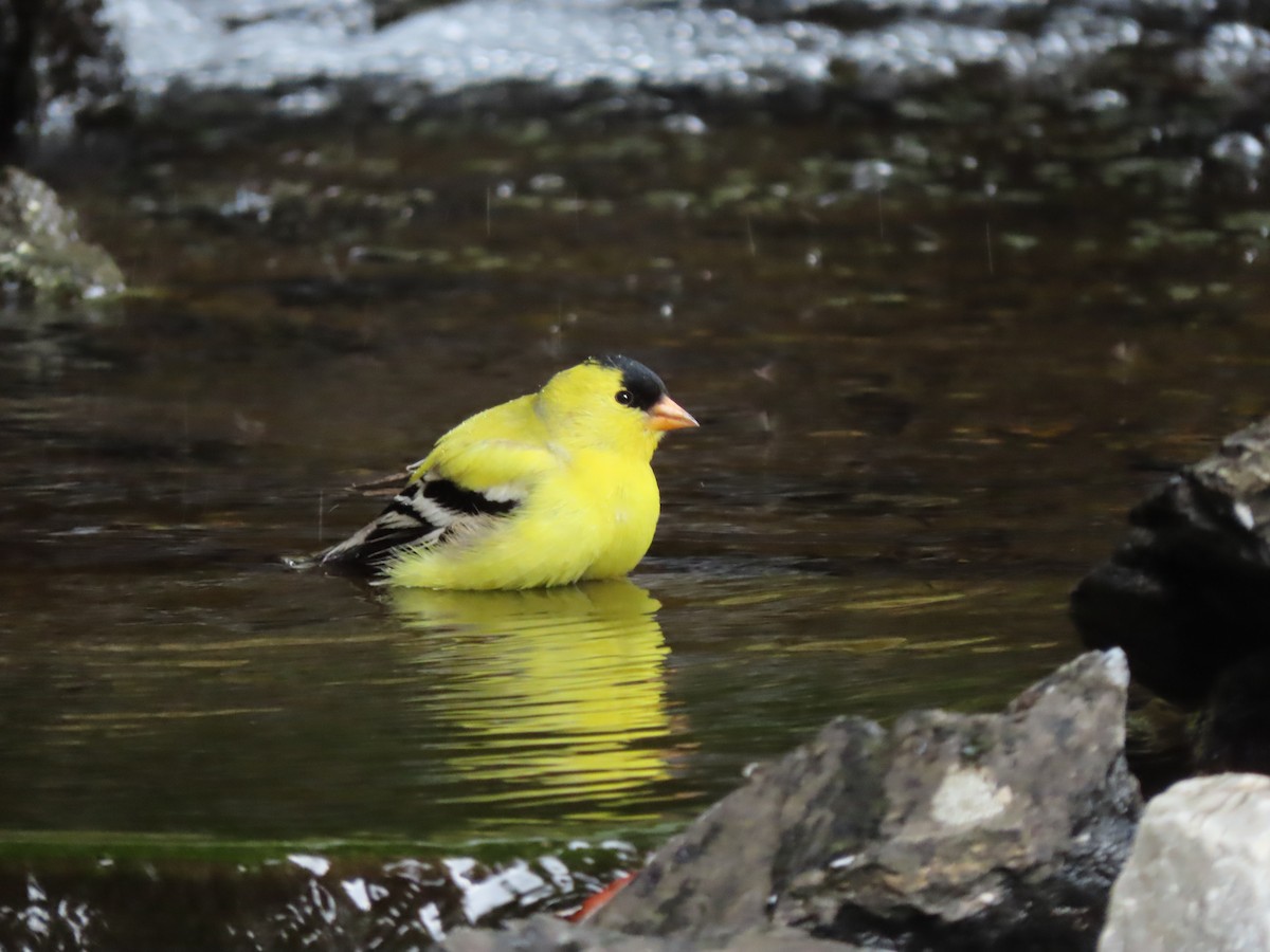 American Goldfinch - Heidi Powers-Armstrong