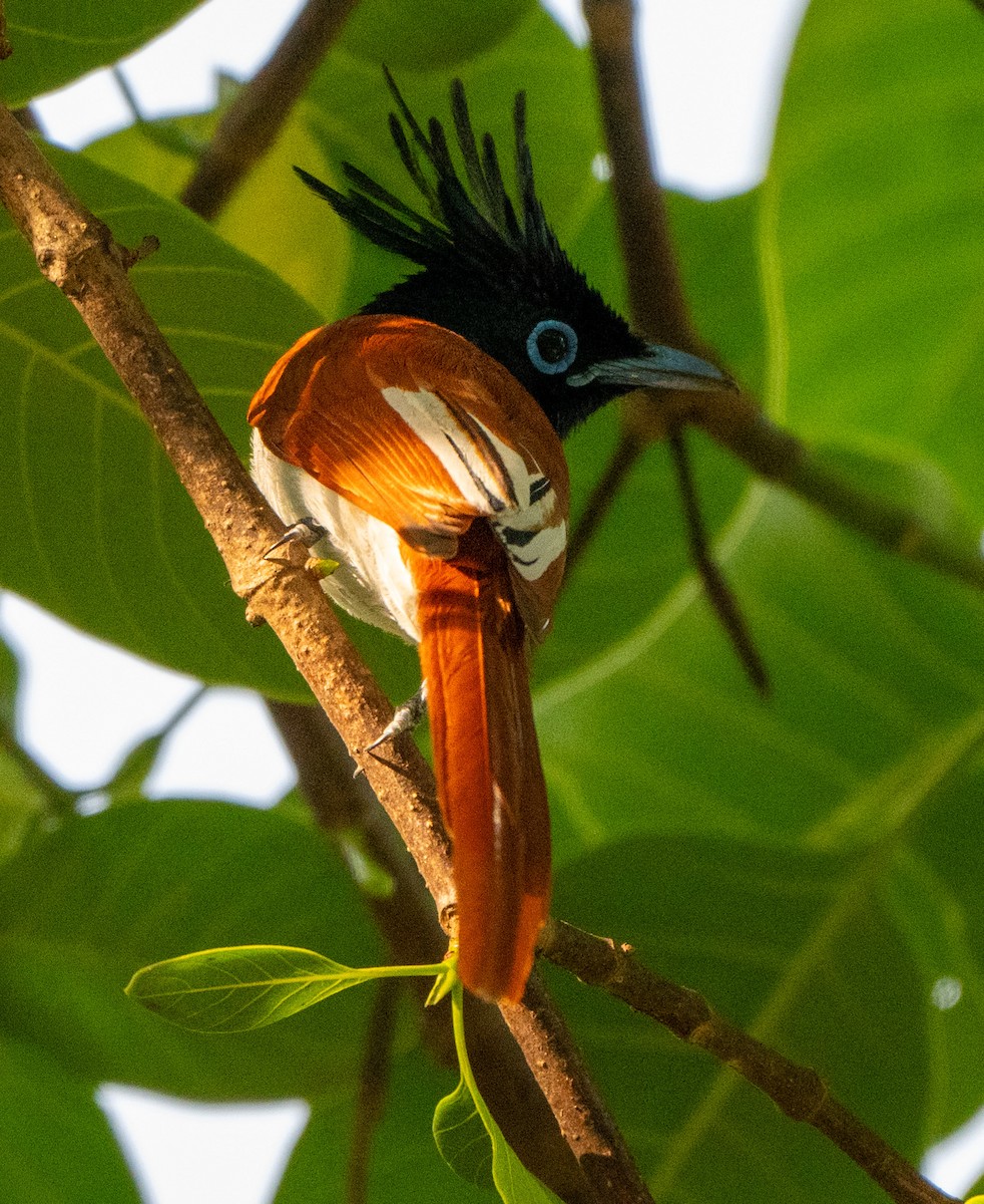 Indian Paradise-Flycatcher - Jagdish Jatiya