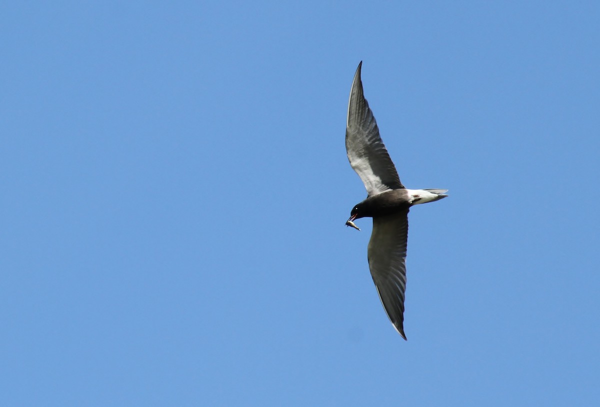 Black Tern - ML619659192