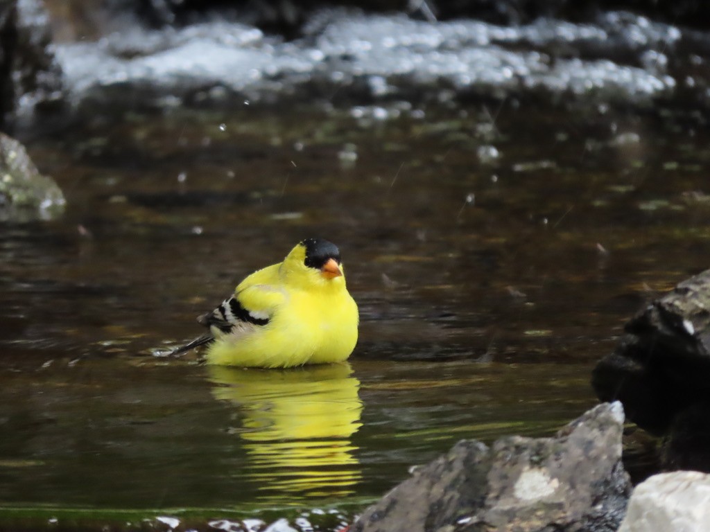 American Goldfinch - Heidi Powers-Armstrong