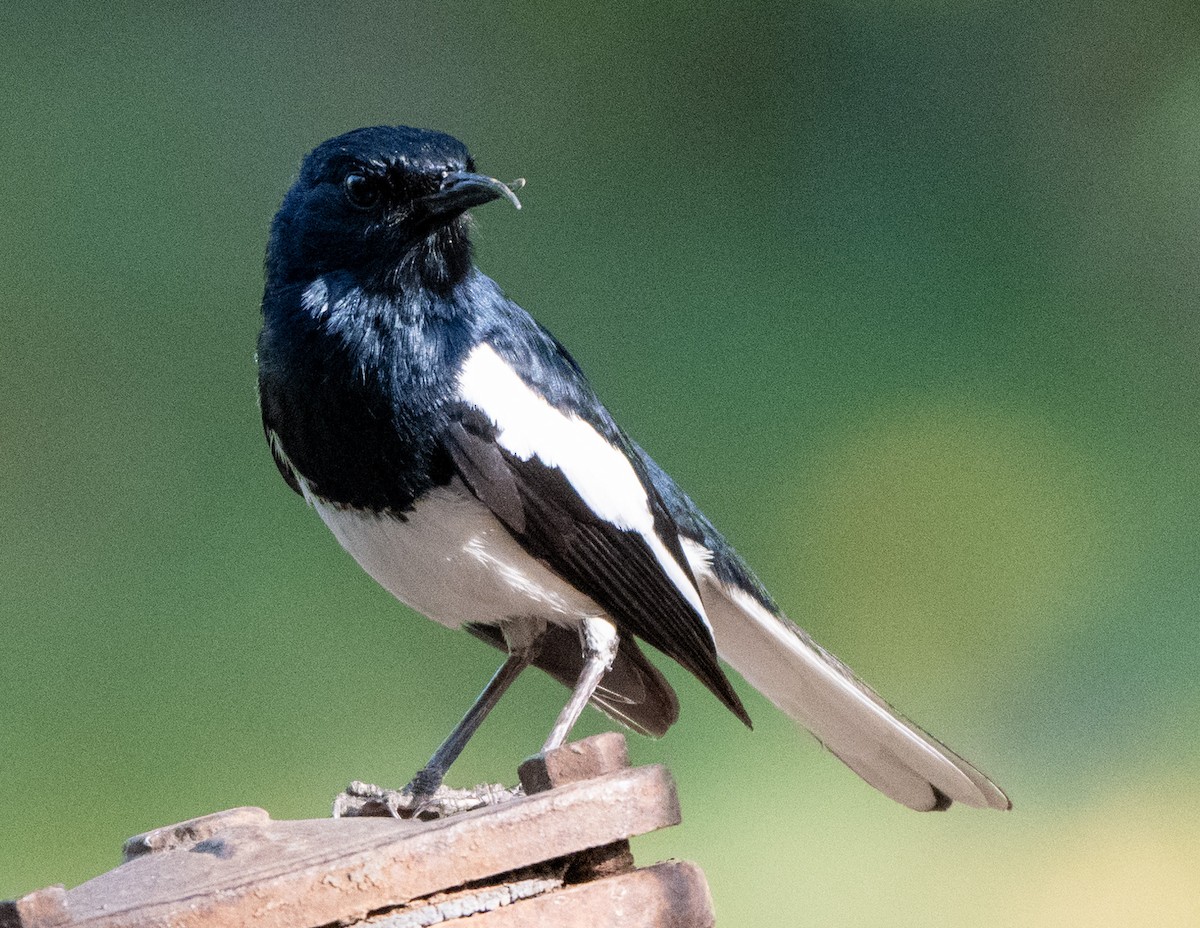 Oriental Magpie-Robin - Jagdish Jatiya