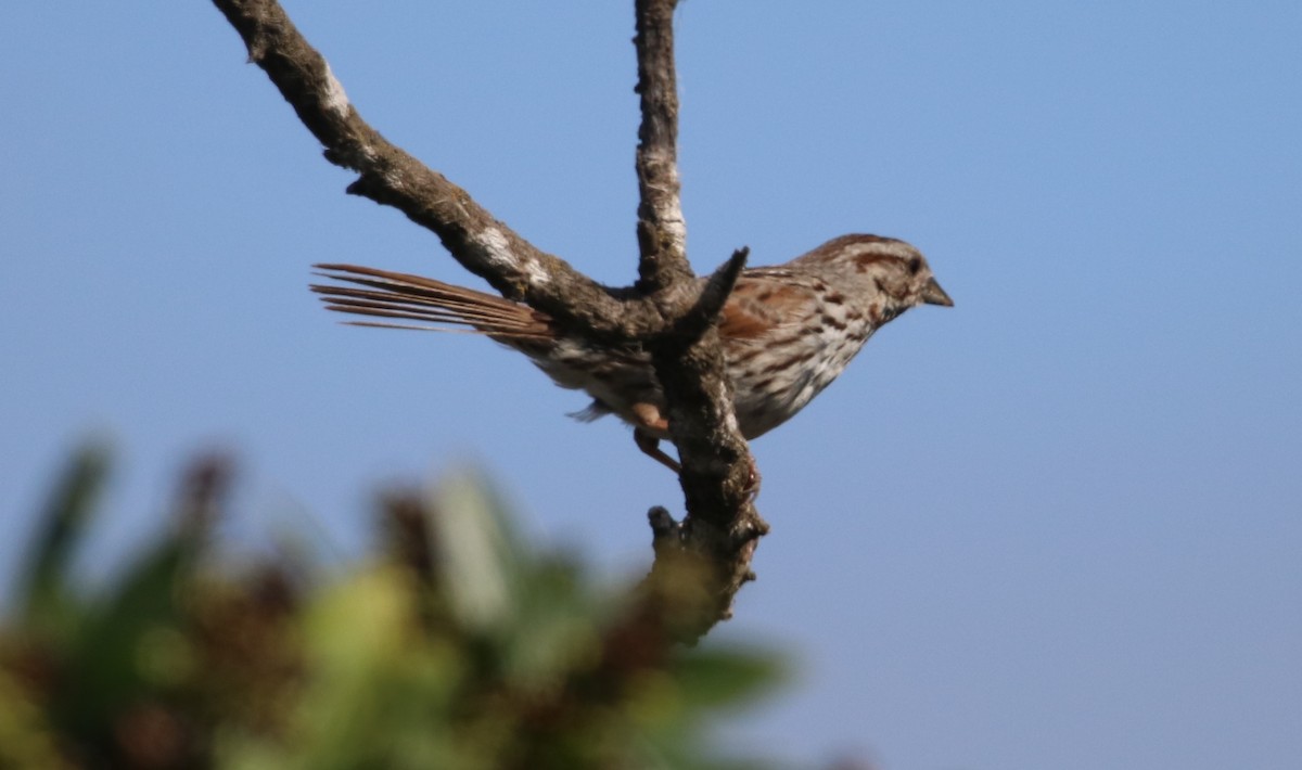 Song Sparrow - Rachel Street