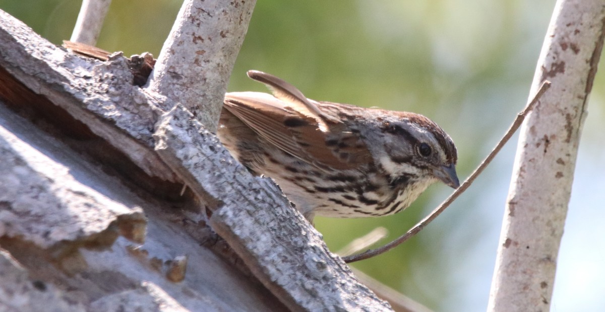 Song Sparrow - Rachel Street