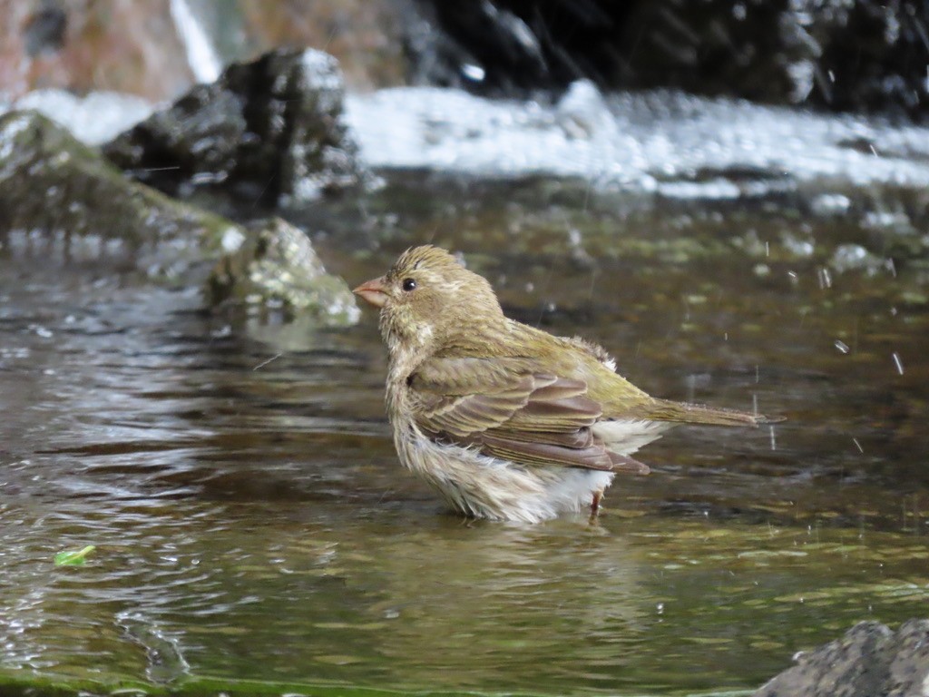 Purple Finch - Heidi Powers-Armstrong