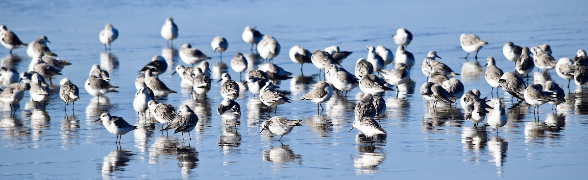 Sanderling - Daniel Edwards