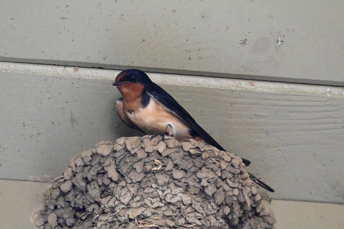 Barn Swallow - ML619659207