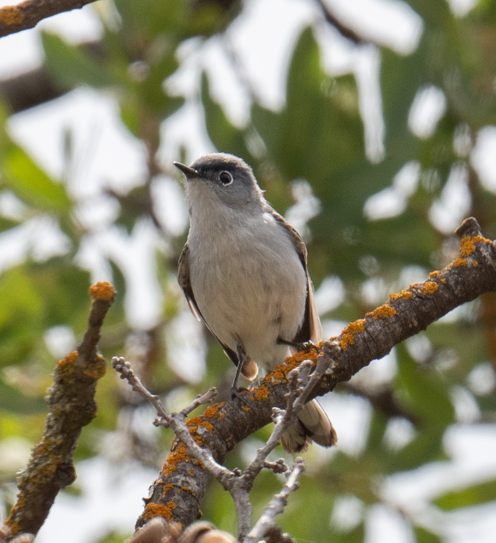 Blue-gray Gnatcatcher - Colin McGregor