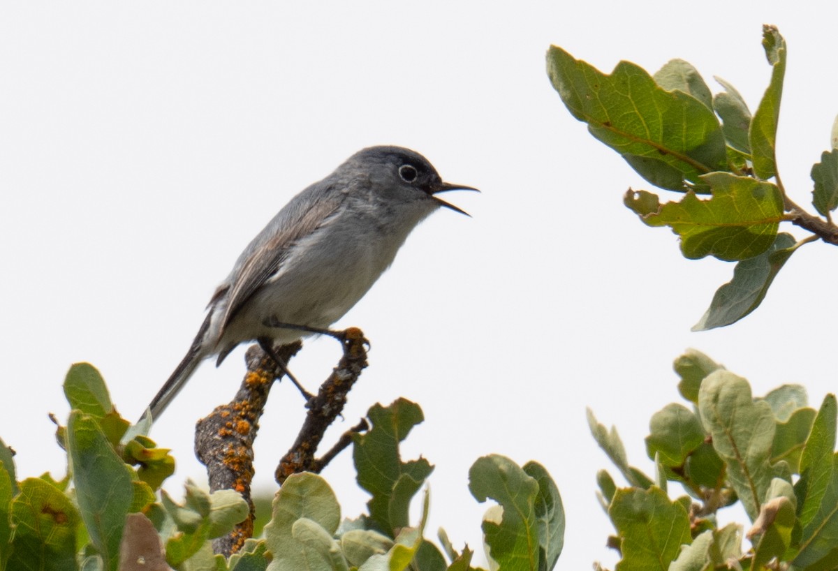 Blue-gray Gnatcatcher - Colin McGregor