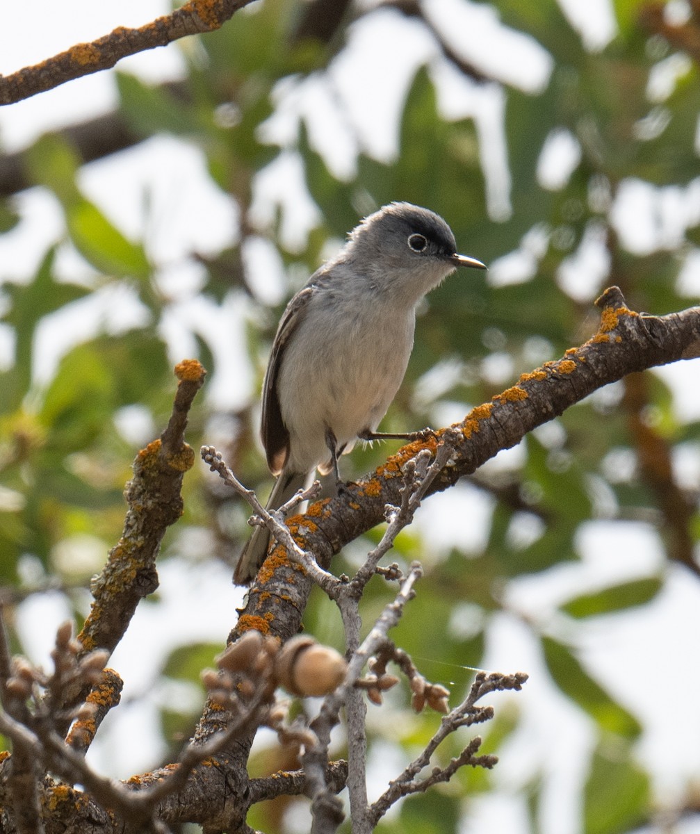 Blue-gray Gnatcatcher - Colin McGregor