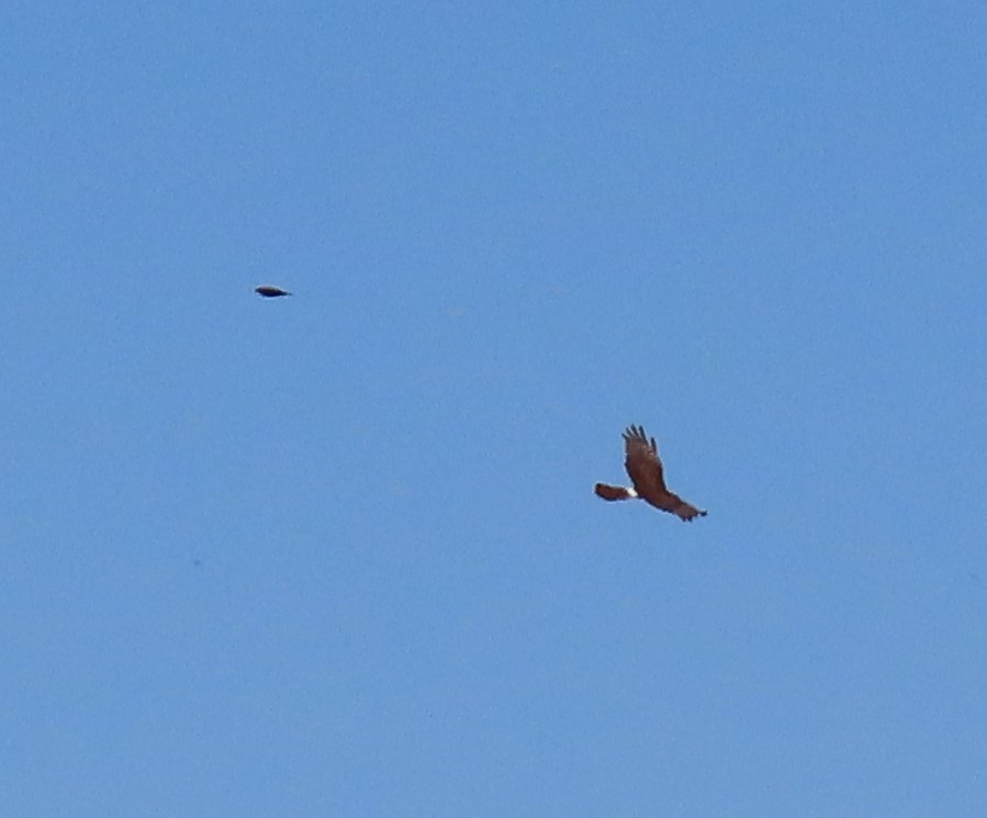 Northern Harrier - Heidi George