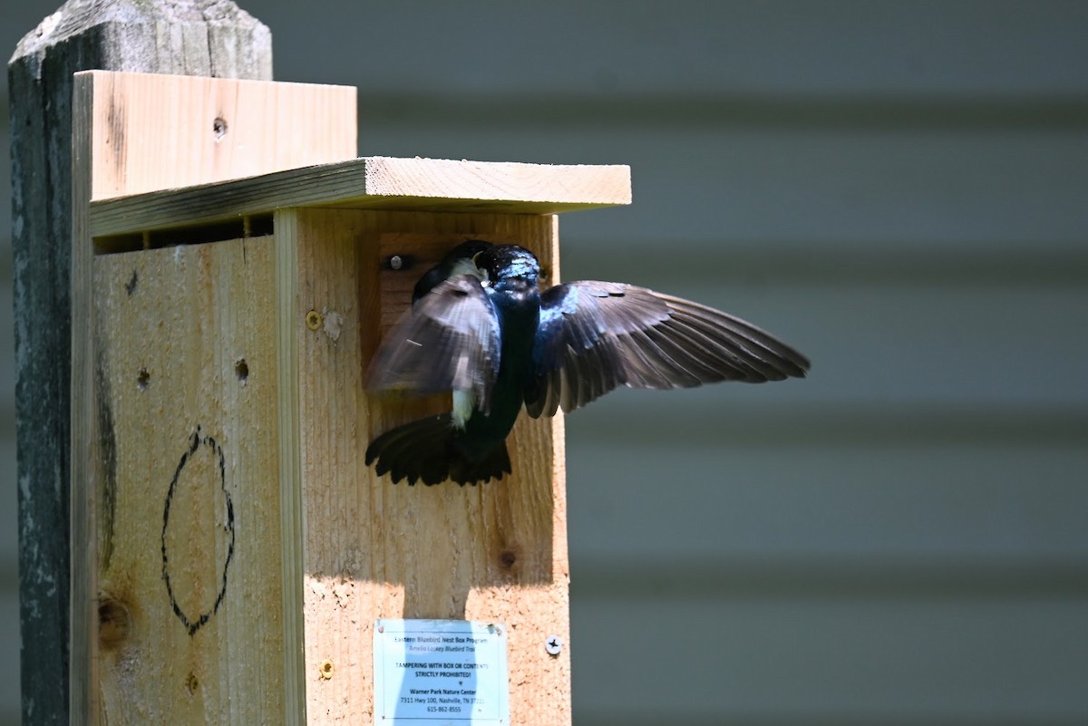 Tree Swallow - Skylar Carson-Reynolds