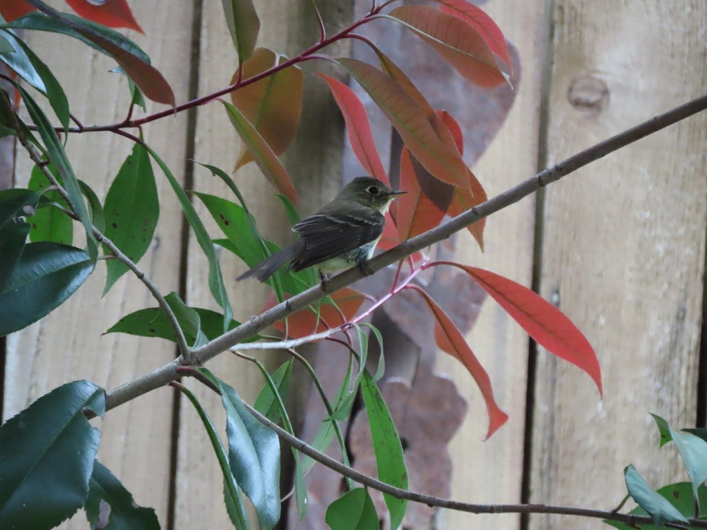 Western Flycatcher - Heidi Powers-Armstrong