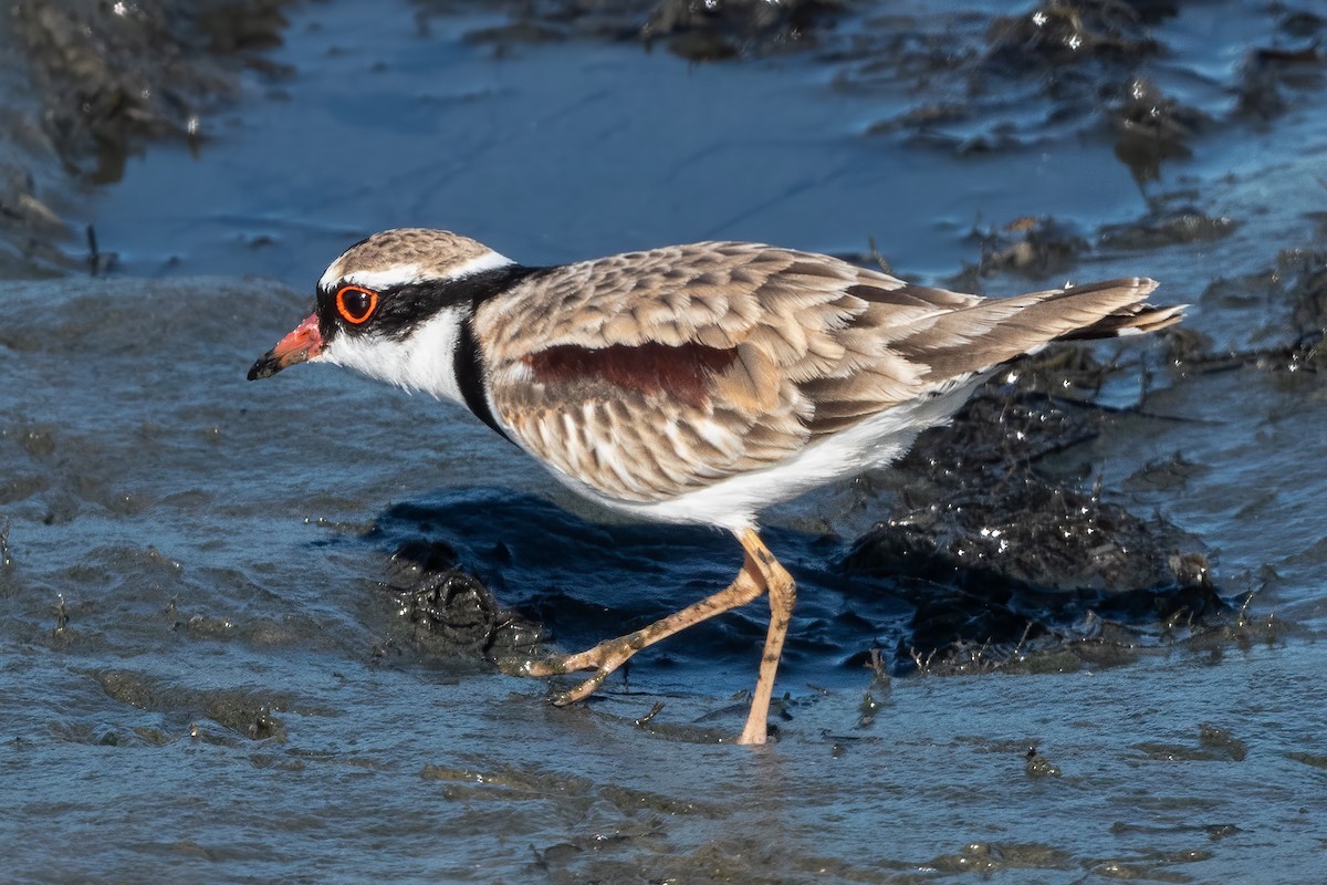 Black-fronted Dotterel - Anthony Sokol