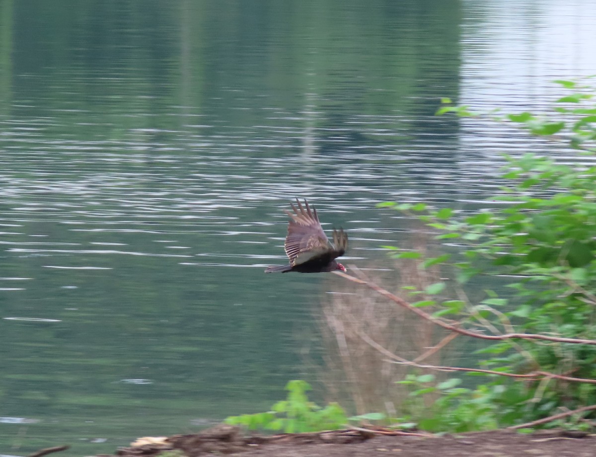 Turkey Vulture - Duncan Bishop