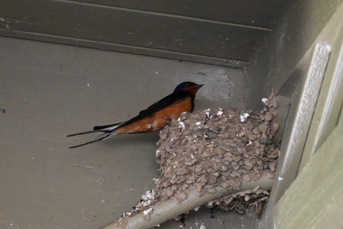 Barn Swallow - ML619659257